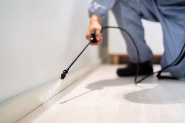 Licensed Wasp Removal service in Highland Park, NJ - Show Me Pest Control