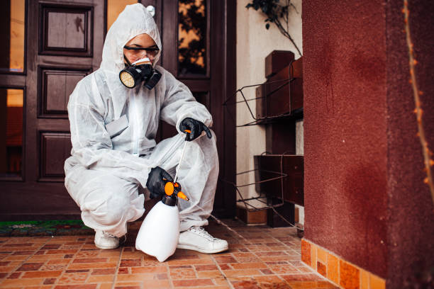 Reliable Wasp Removal contractor in Highland Park, NJ by Show Me Pest Control
